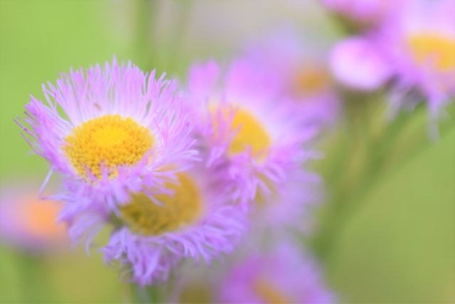ハルジオン　春に咲く花、春紫苑の名前のように花びらは白から紫に色づくことも